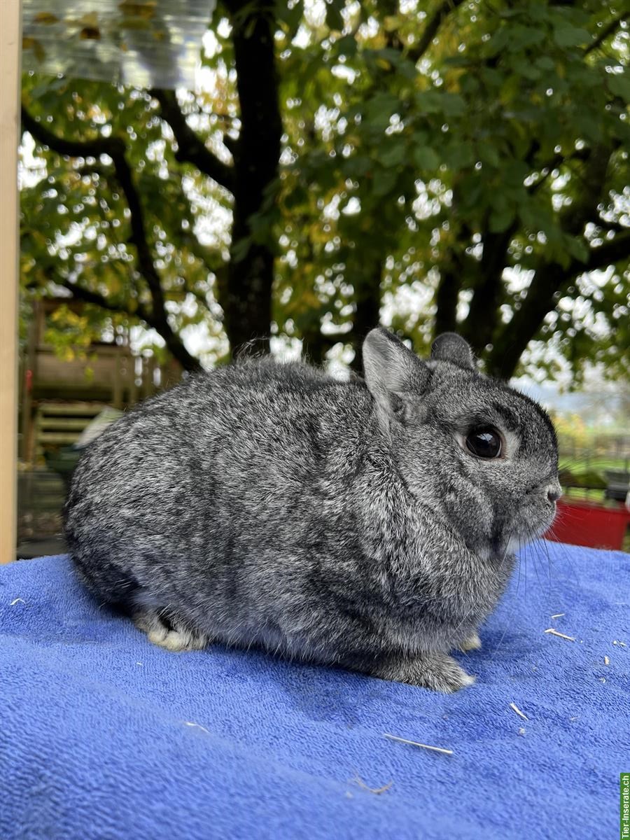 Bild 2: Farbenzwerg- Chinchilla farbig Rammler