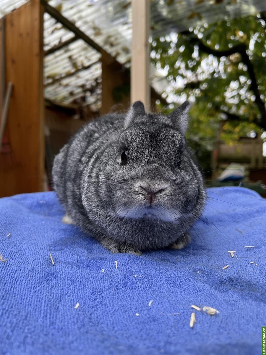 Bild 3: Farbenzwerg- Chinchilla farbig Rammler