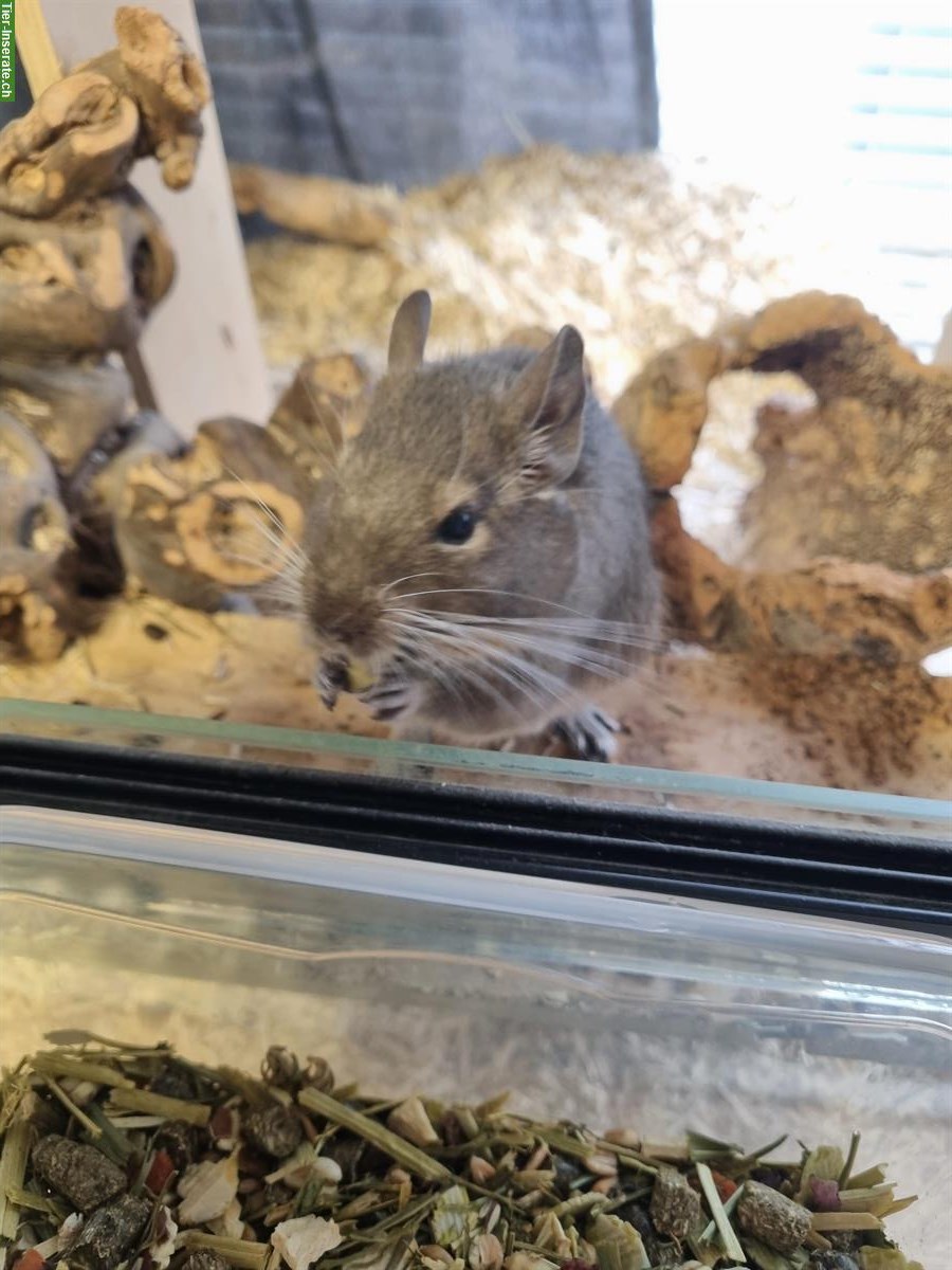 2 männliche Degus suchen neues Zuhause