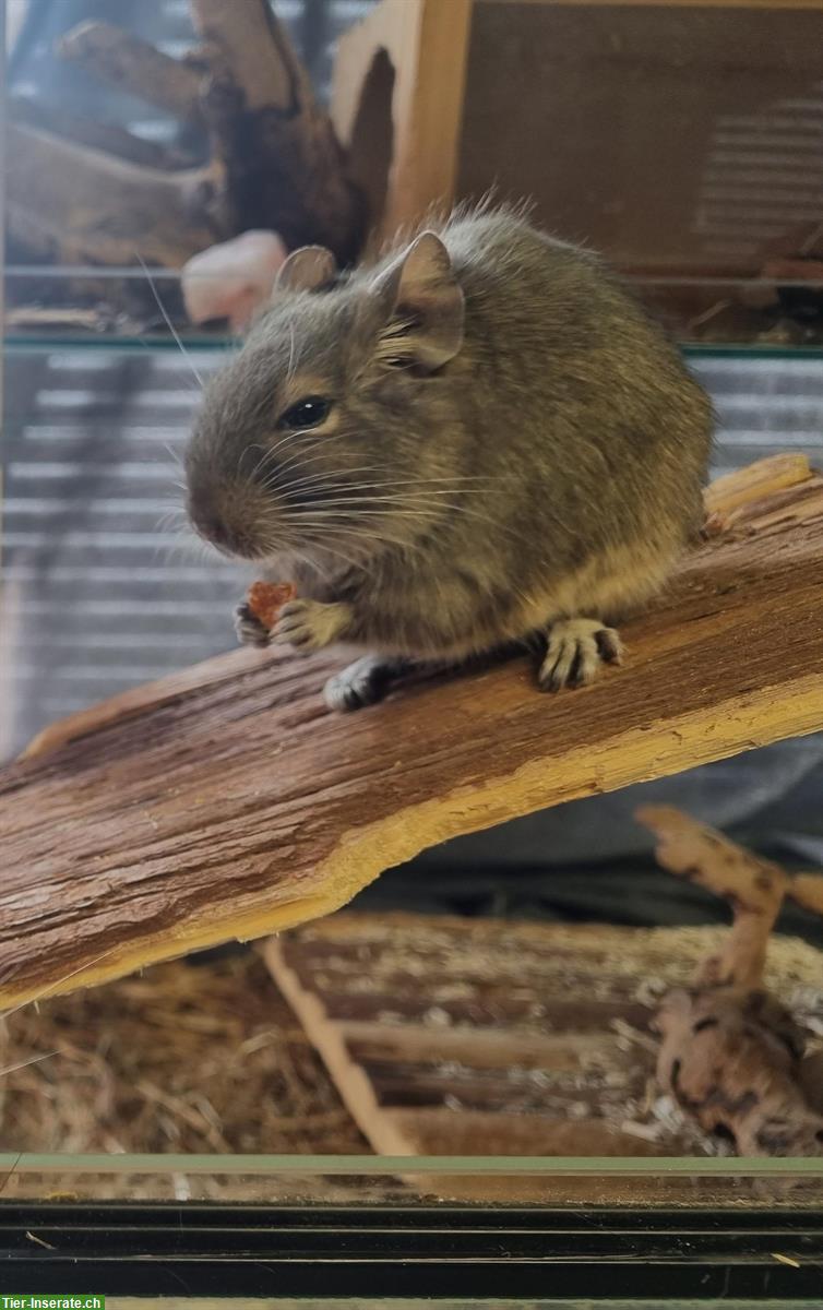 Bild 3: 2 männliche Degus suchen neues Zuhause