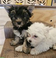 2 bezaubernde Yorkshire Terrier Welpen, Wurf Moonlight