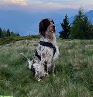 Pejo, der wunderbare English Setter Rüde