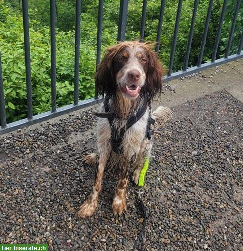 Bild 2: Pejo, der wunderbare English Setter Rüde