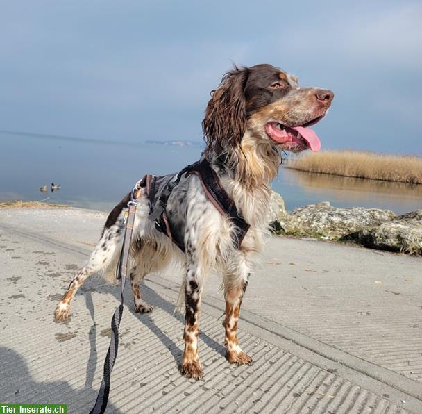 Bild 3: Pejo, der wunderbare English Setter Rüde