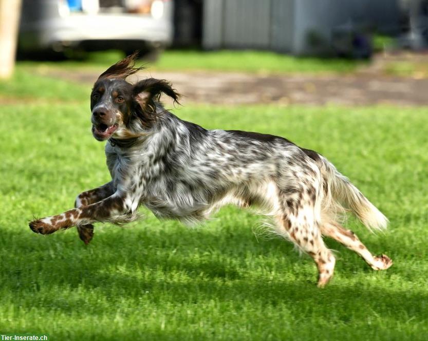 Bild 4: Pejo, der wunderbare English Setter Rüde