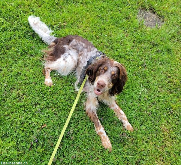 Bild 5: Pejo, der wunderbare English Setter Rüde