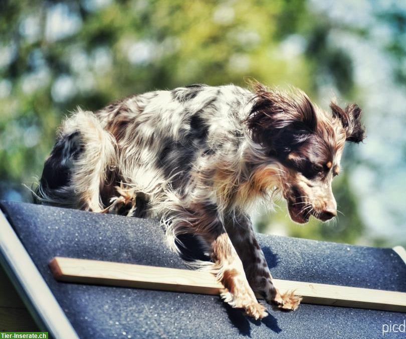 Bild 6: Pejo, der wunderbare English Setter Rüde