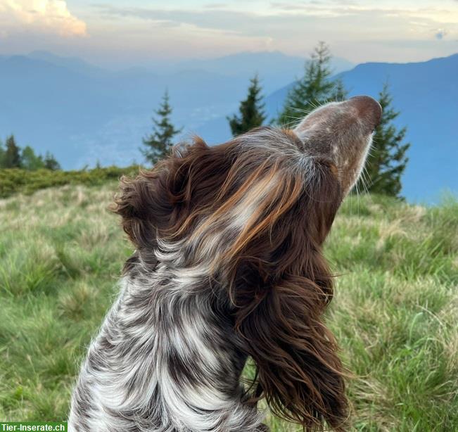 Bild 7: Pejo, der wunderbare English Setter Rüde