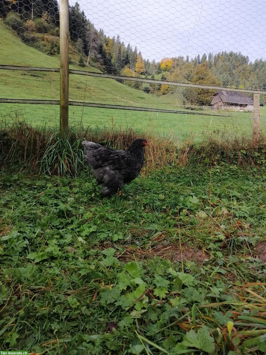 Lustiger blauer Brahma Güggel mit gelben Füssen