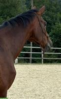 Biete Spazierbeteiligung für Warmblut Stute, Oberfrick AG