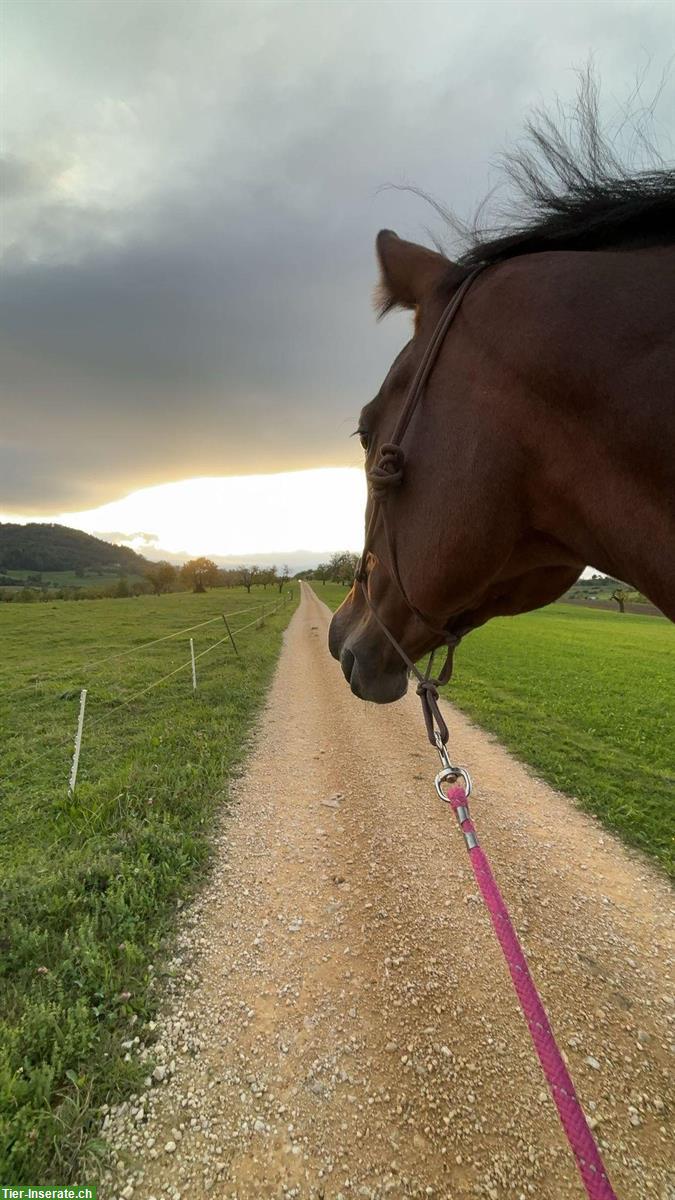 Bild 2: Biete Spazierbeteiligung für Warmblut Stute, Oberfrick AG