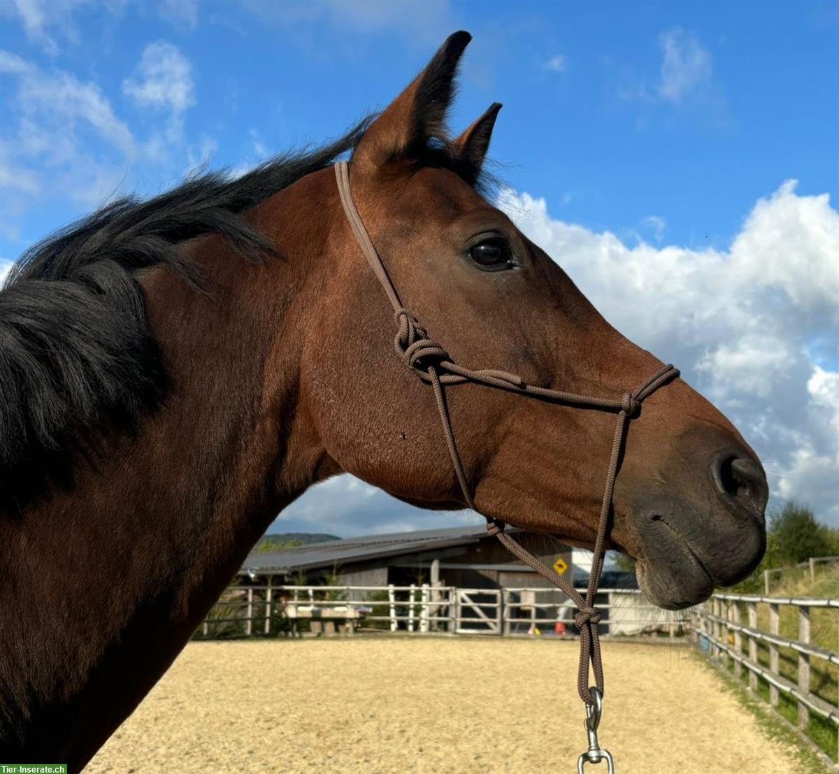 Bild 3: Biete Spazierbeteiligung für Warmblut Stute, Oberfrick AG