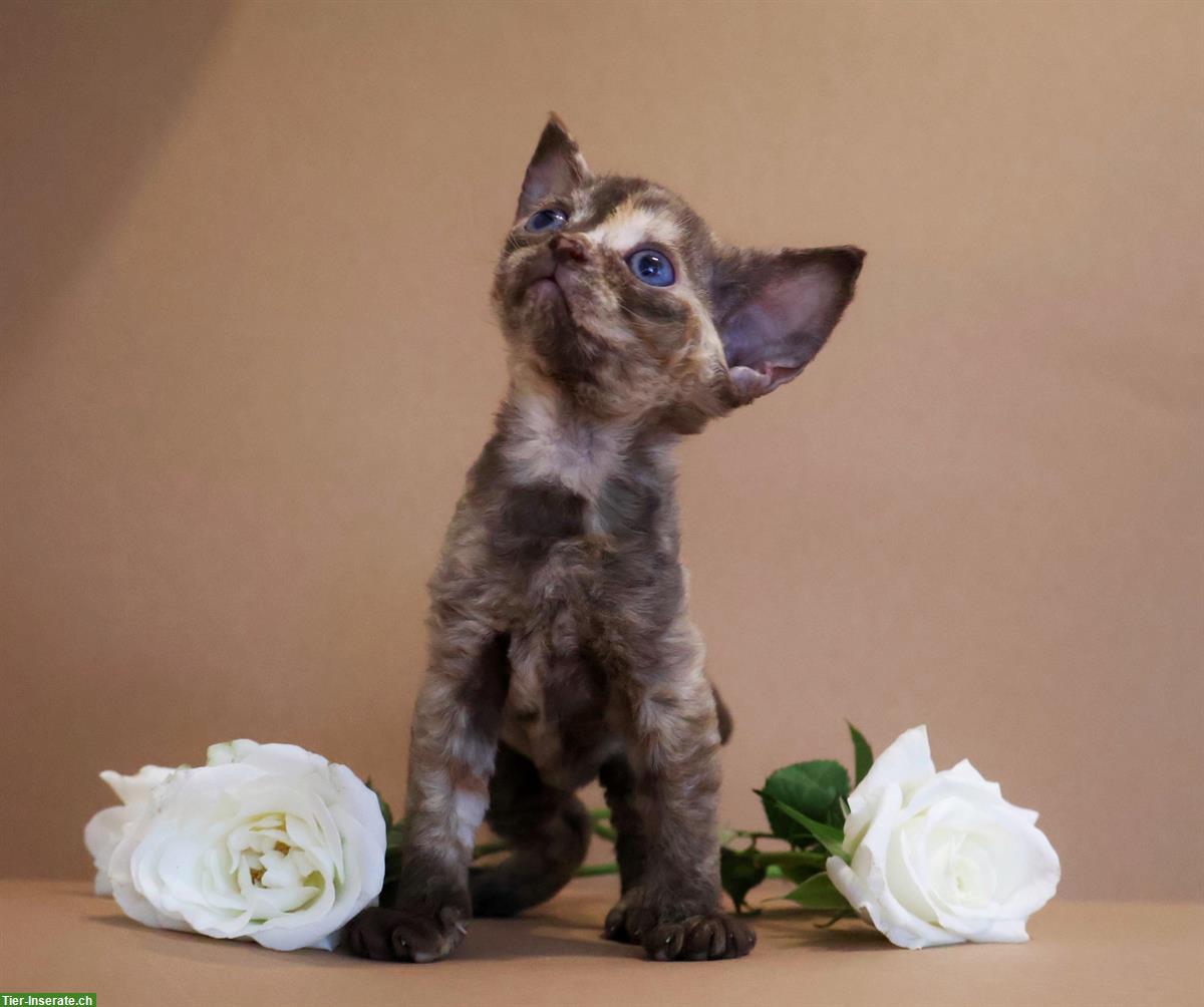 Devon Rex Kätzchen, weiblich zu verkaufen