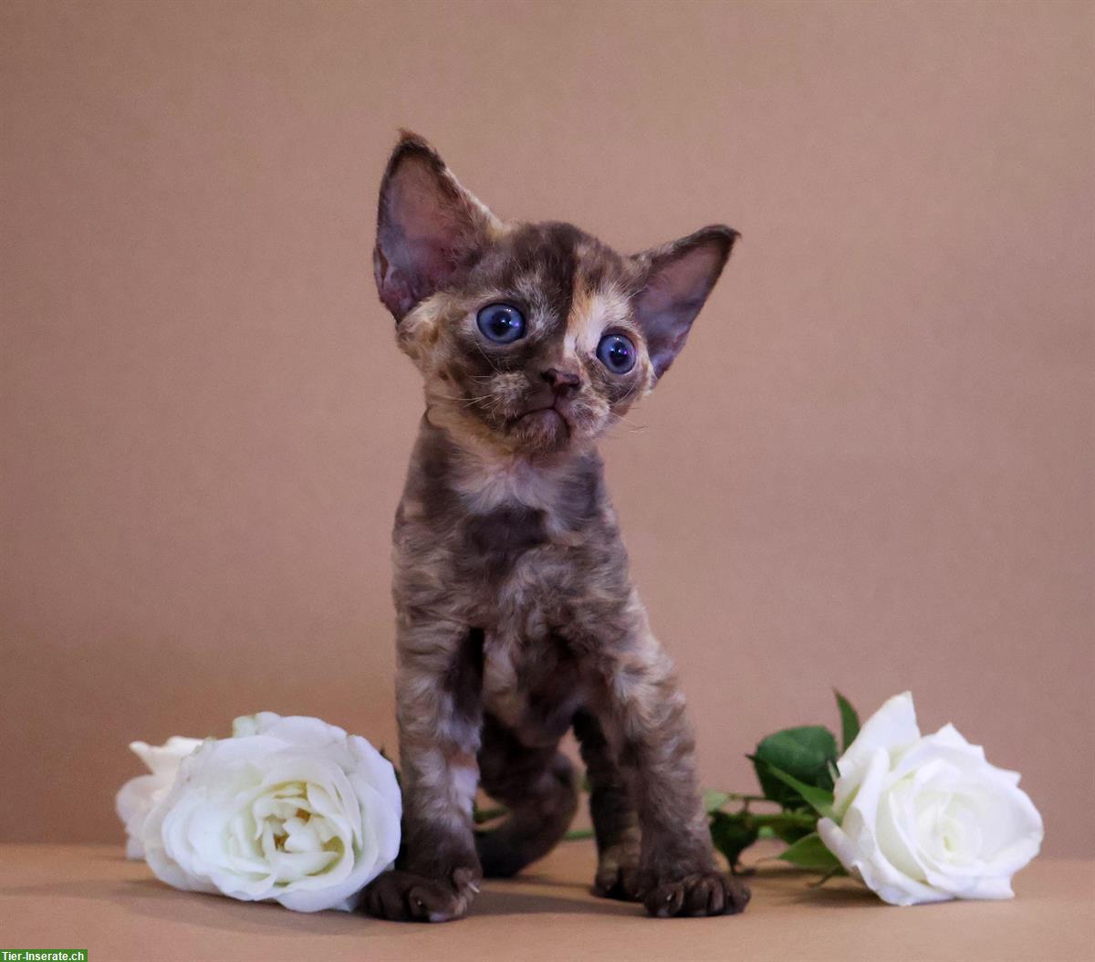 Bild 2: Devon Rex Kätzchen, weiblich zu verkaufen