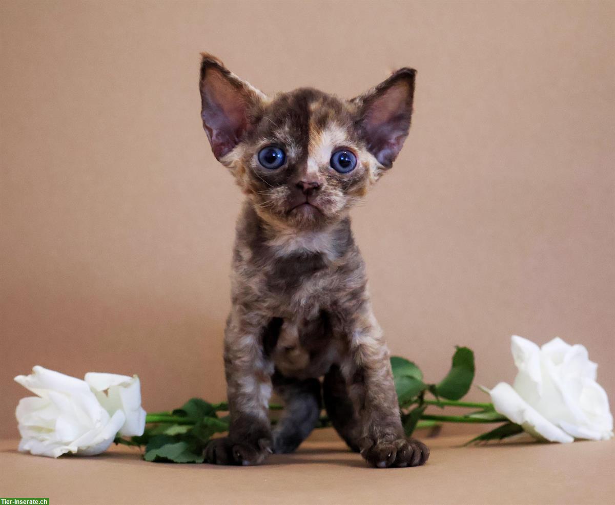 Bild 3: Devon Rex Kätzchen, weiblich zu verkaufen