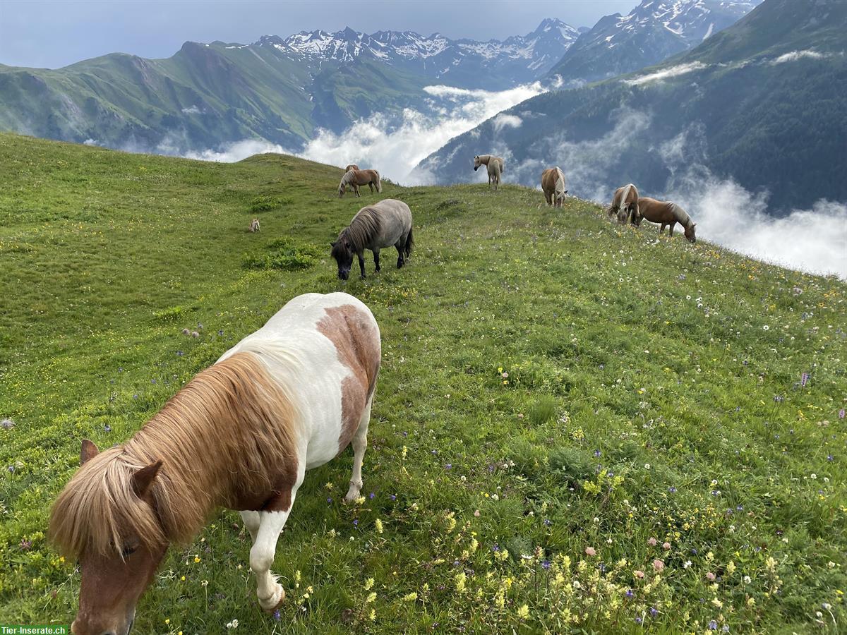 Braun weisse Pony Stute zu verkaufen