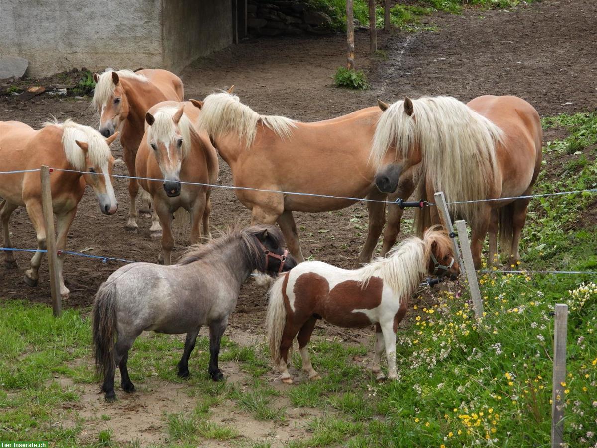 Bild 2: Grauschwarzes Pony Stute zu verkaufen