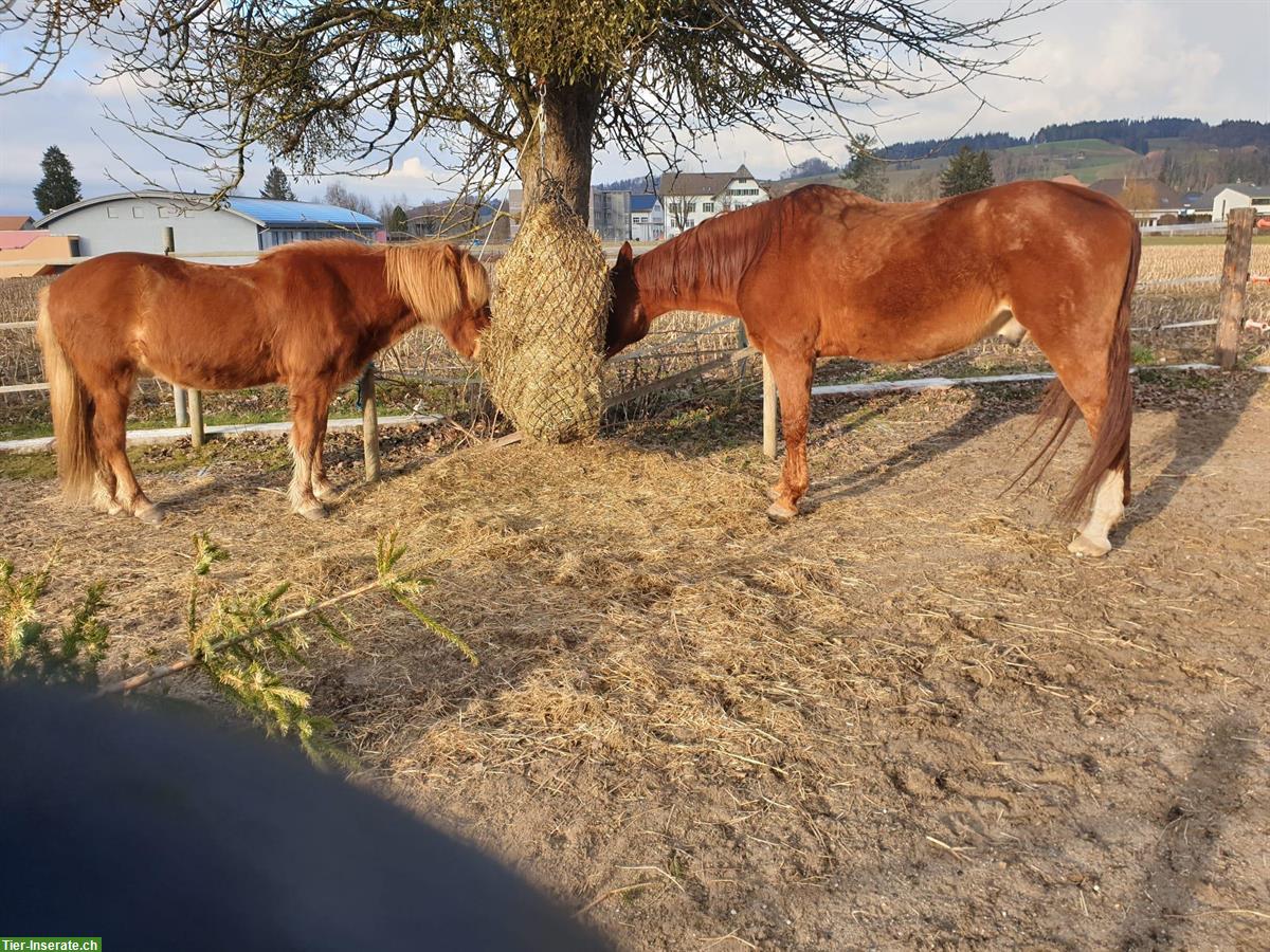 Zuverlässige Reitbeteiligung gesucht, Hasle bei Burgdorf