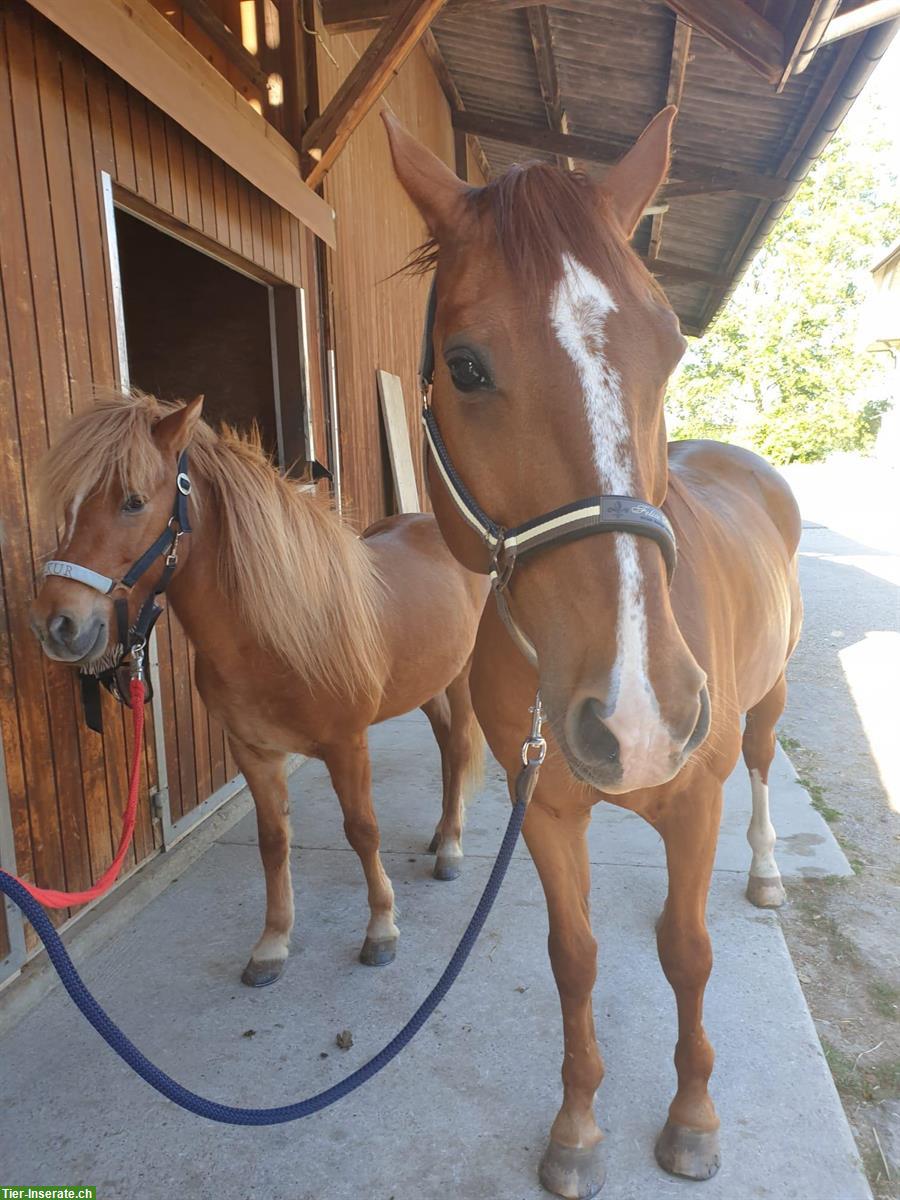 Bild 2: Zuverlässige Reitbeteiligung gesucht, Hasle bei Burgdorf