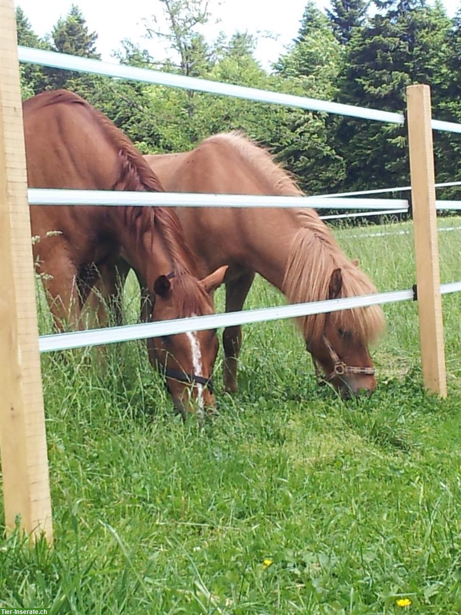 Bild 3: Zuverlässige Reitbeteiligung gesucht, Hasle bei Burgdorf