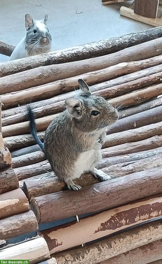 3 Degu Männchen, kastriert