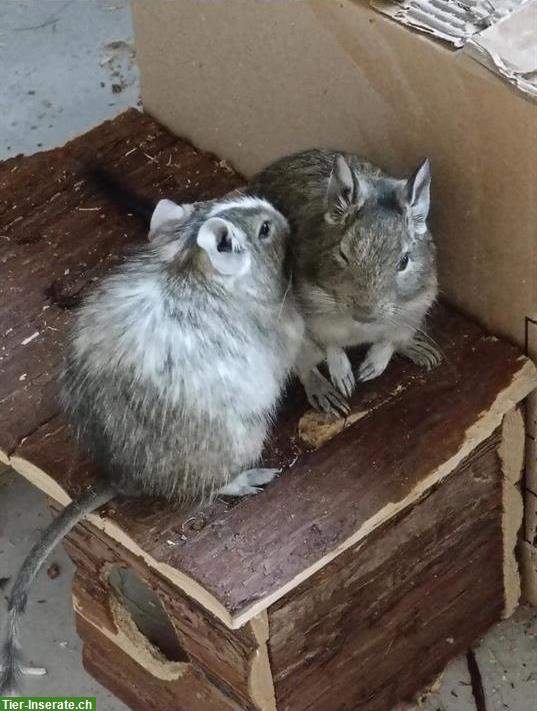 Bild 2: 3 Degu Männchen, kastriert