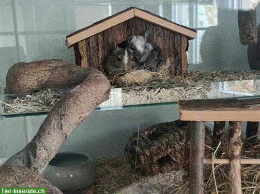 Bild 3: 3 Degu Männchen, kastriert