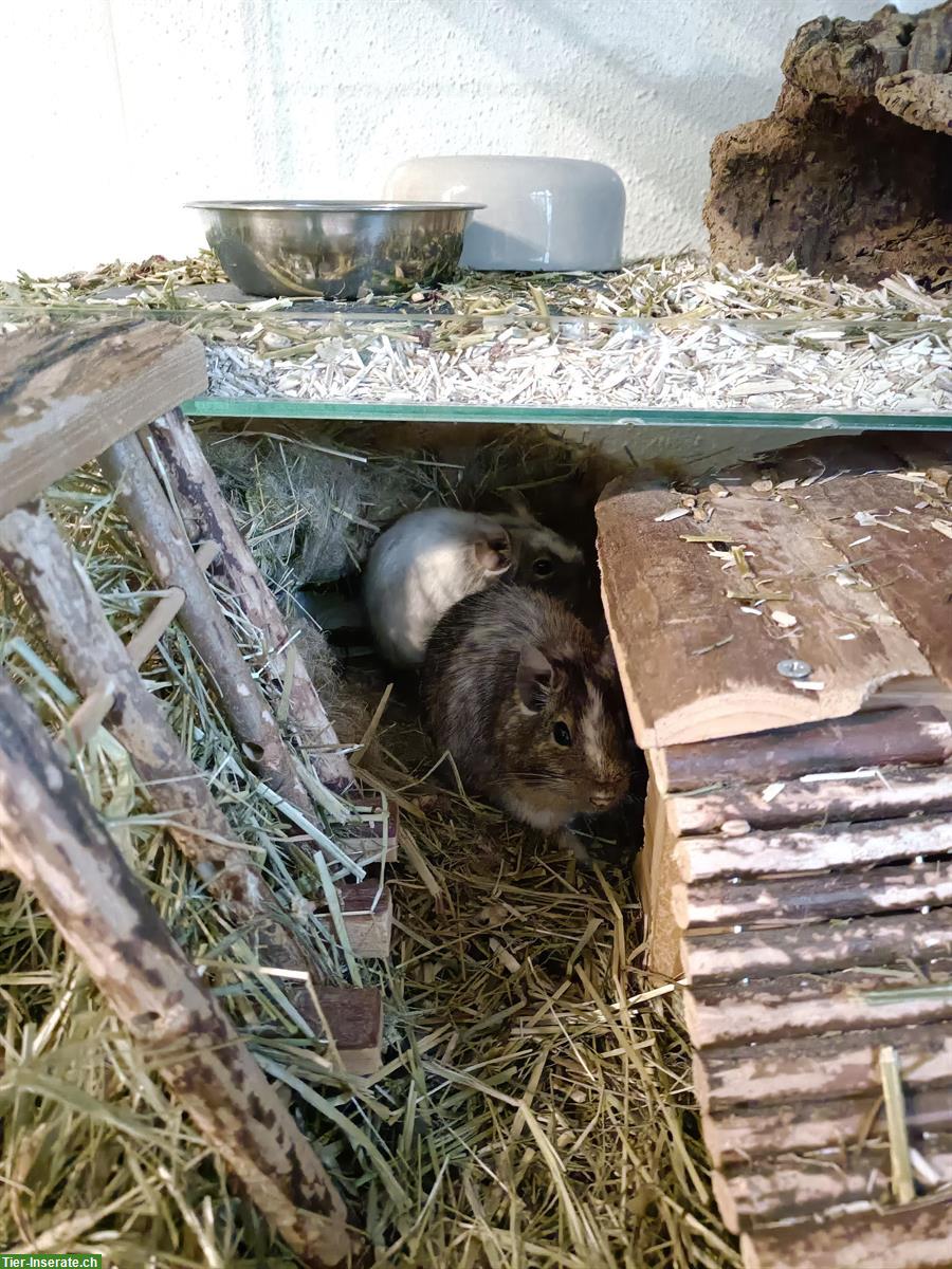 Bild 4: 3 Degu Männchen, kastriert