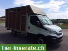 Bild 2: Pferdeaufbau (Fabr. Scherz) passend zu Iveco TurboDaily