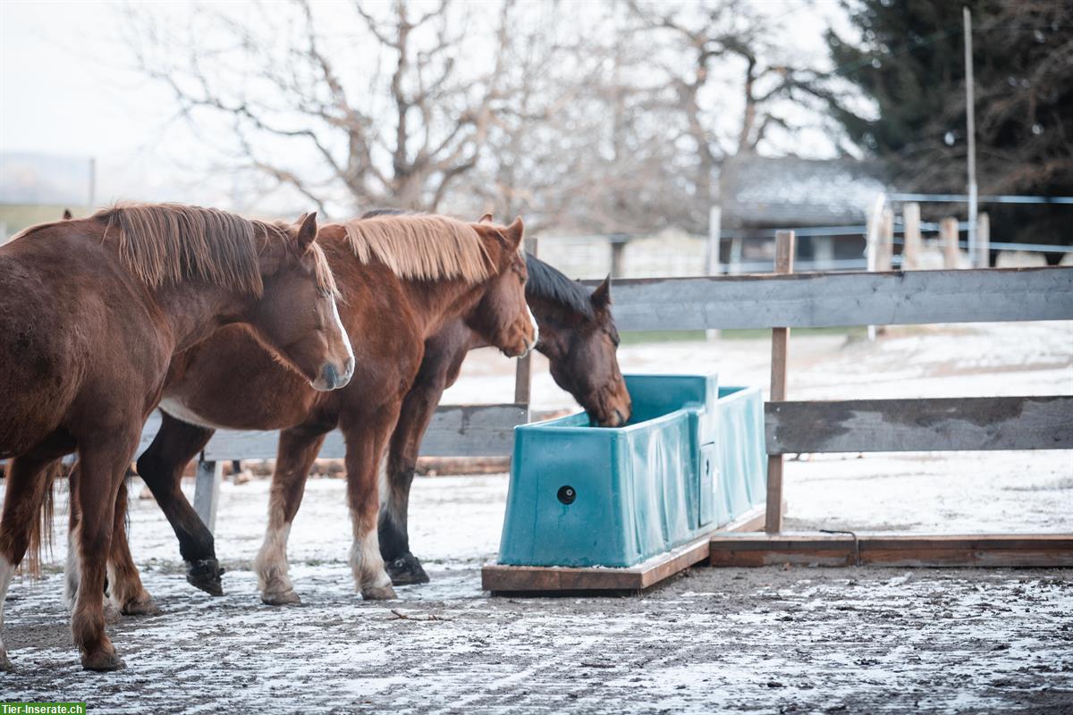 Bild 3: Freie Plätze in Aktivstall, Offenstall, Pferdepension in Moosseedorf