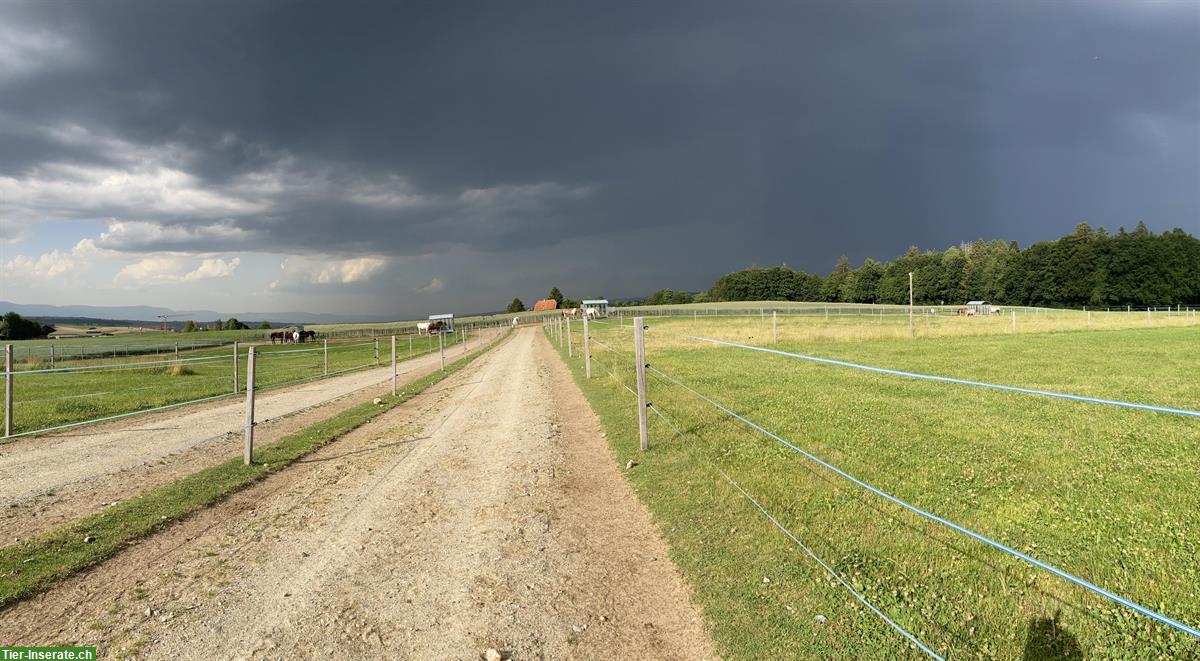 Bild 5: Freie Plätze in Aktivstall, Offenstall, Pferdepension in Moosseedorf