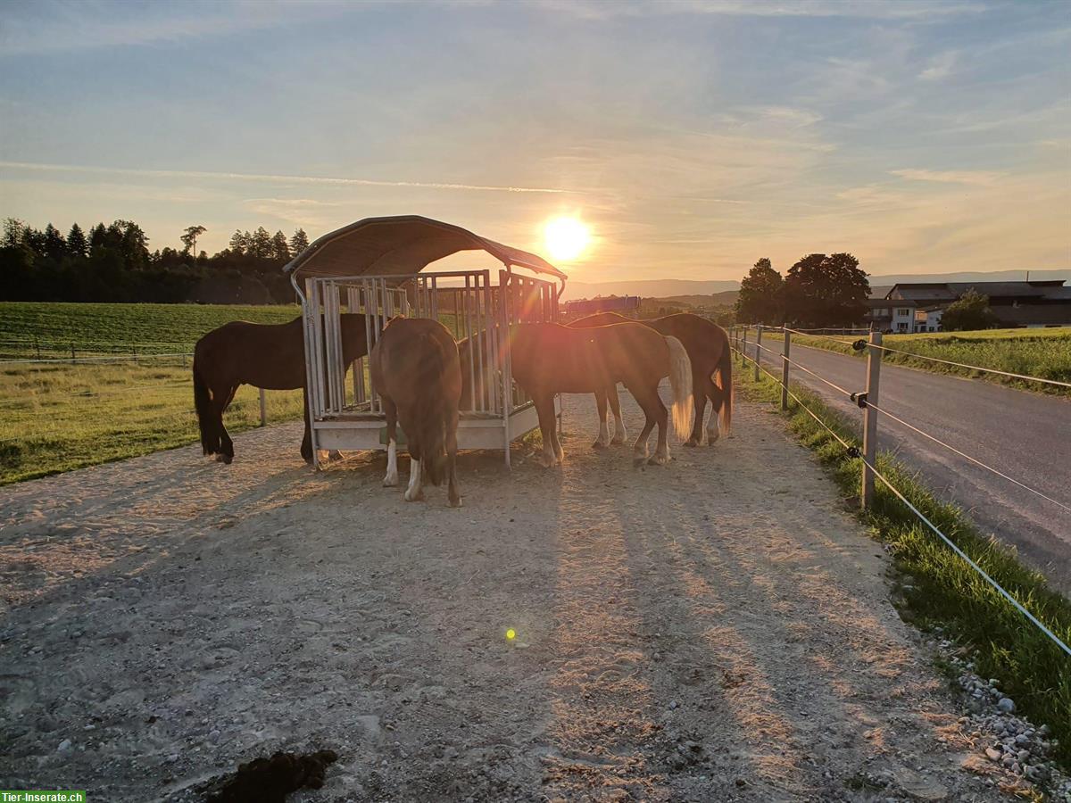 Bild 7: Freie Plätze in Aktivstall, Offenstall, Pferdepension in Moosseedorf