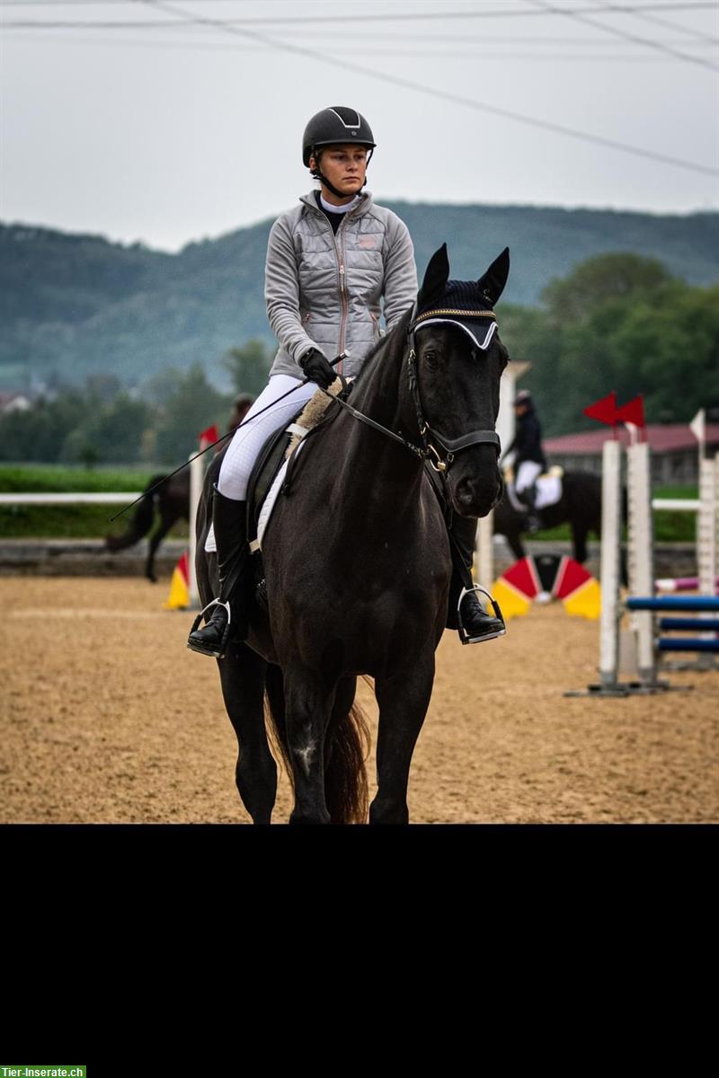 Bild 2: Biete Reitbeteiligung auf Warmblut Wallach nähe Frick