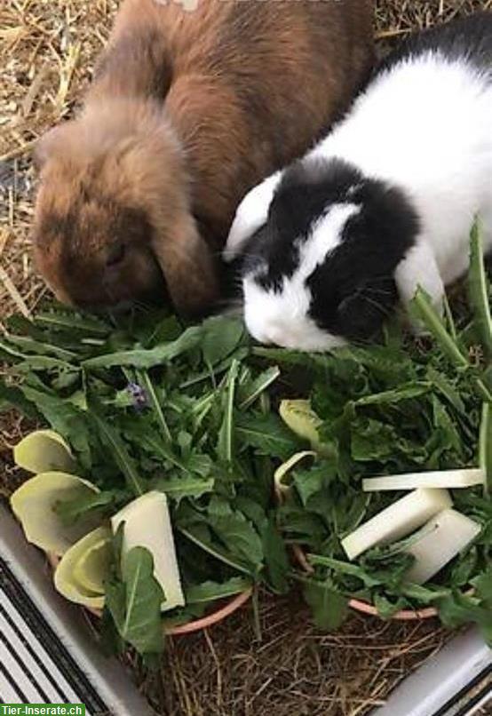 Liebes Zwergkaninchen Pärchen zu verkaufen