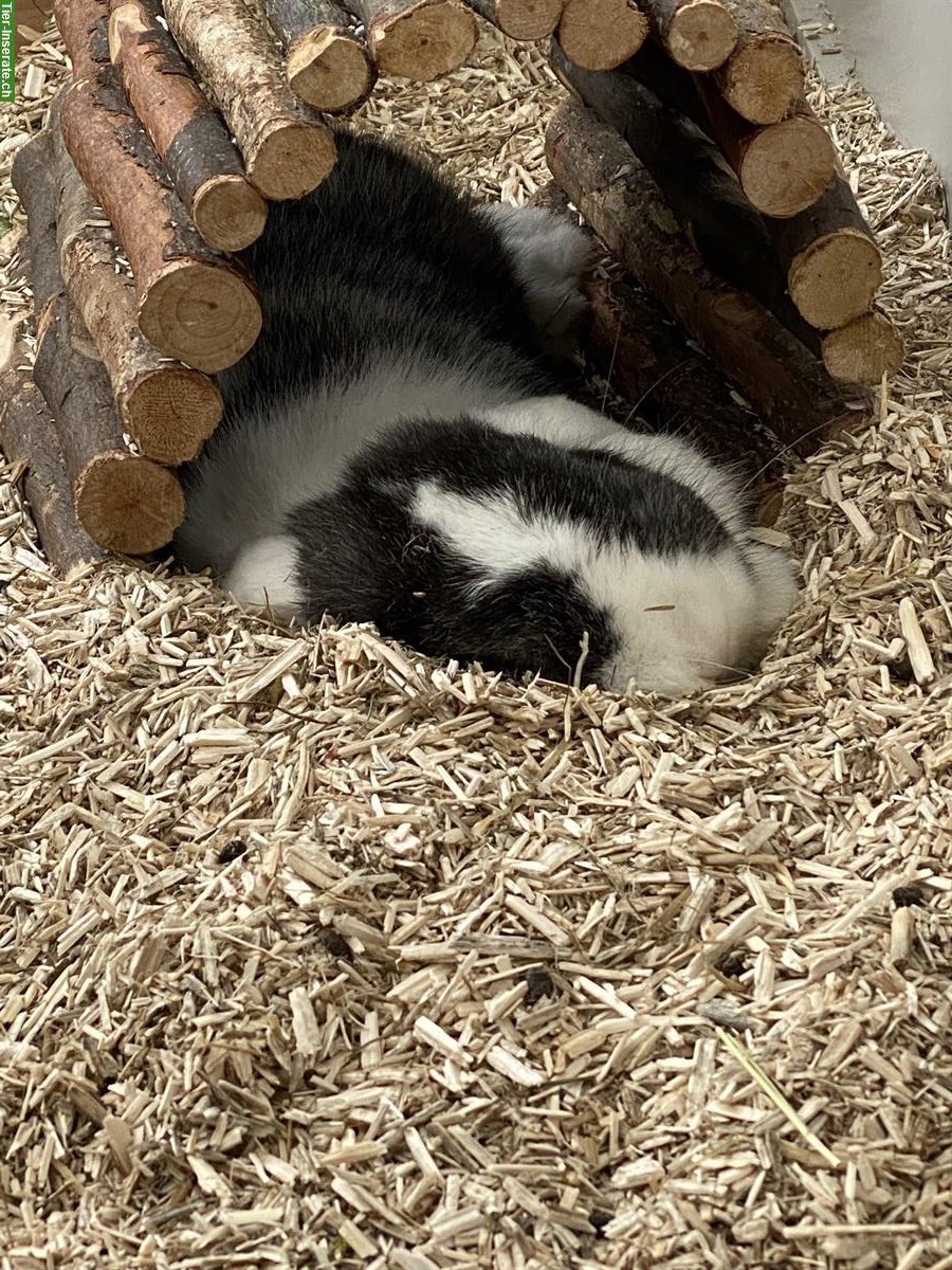 Bild 3: Liebes Zwergkaninchen Pärchen zu verkaufen