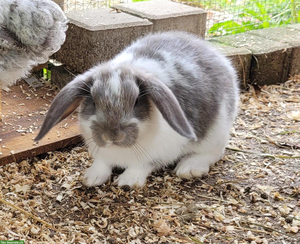 Bild 3: Junge Zwergkaninchen zu verkaufen