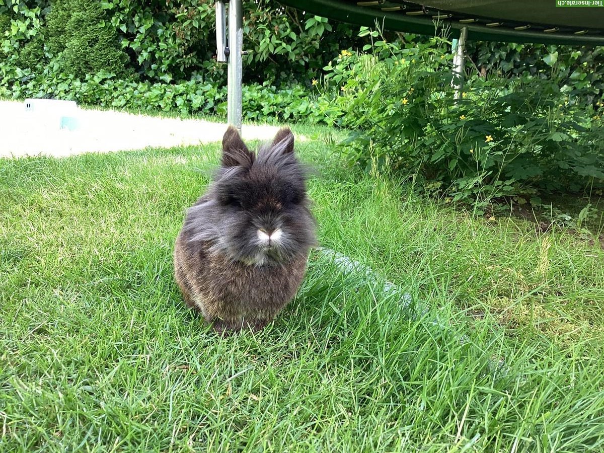 Zwergkaninchen gesucht ca. 8-jährig