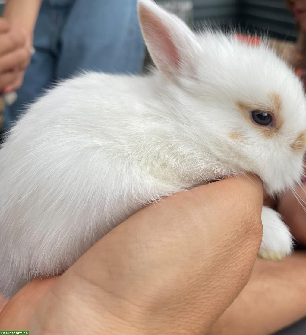 Bild 3: Süsse Löwenkopf Zwergkaninchen, kastriert