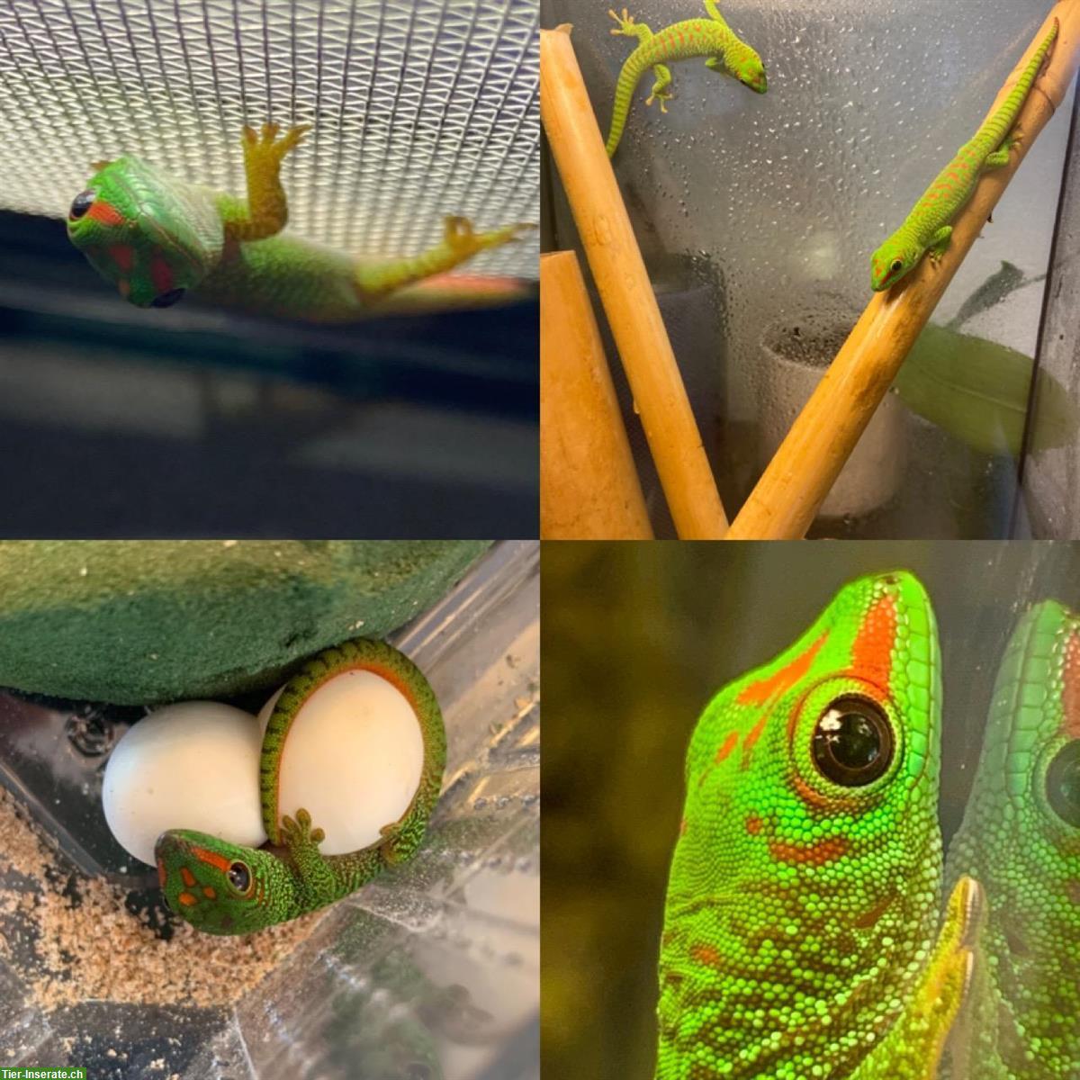 2 Madagaskar Taggeckos aus eigener Zucht