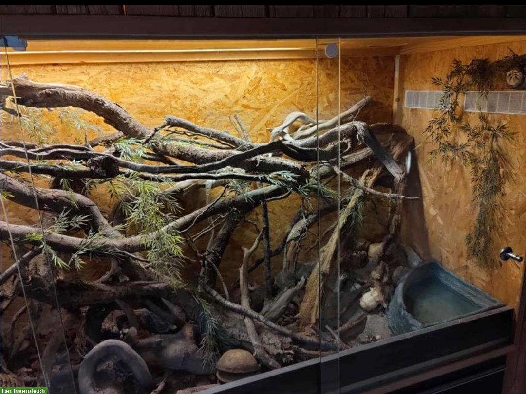 Bild 6: Wunderschönes Terrarium abzugeben mit oder ohne Kornnattern