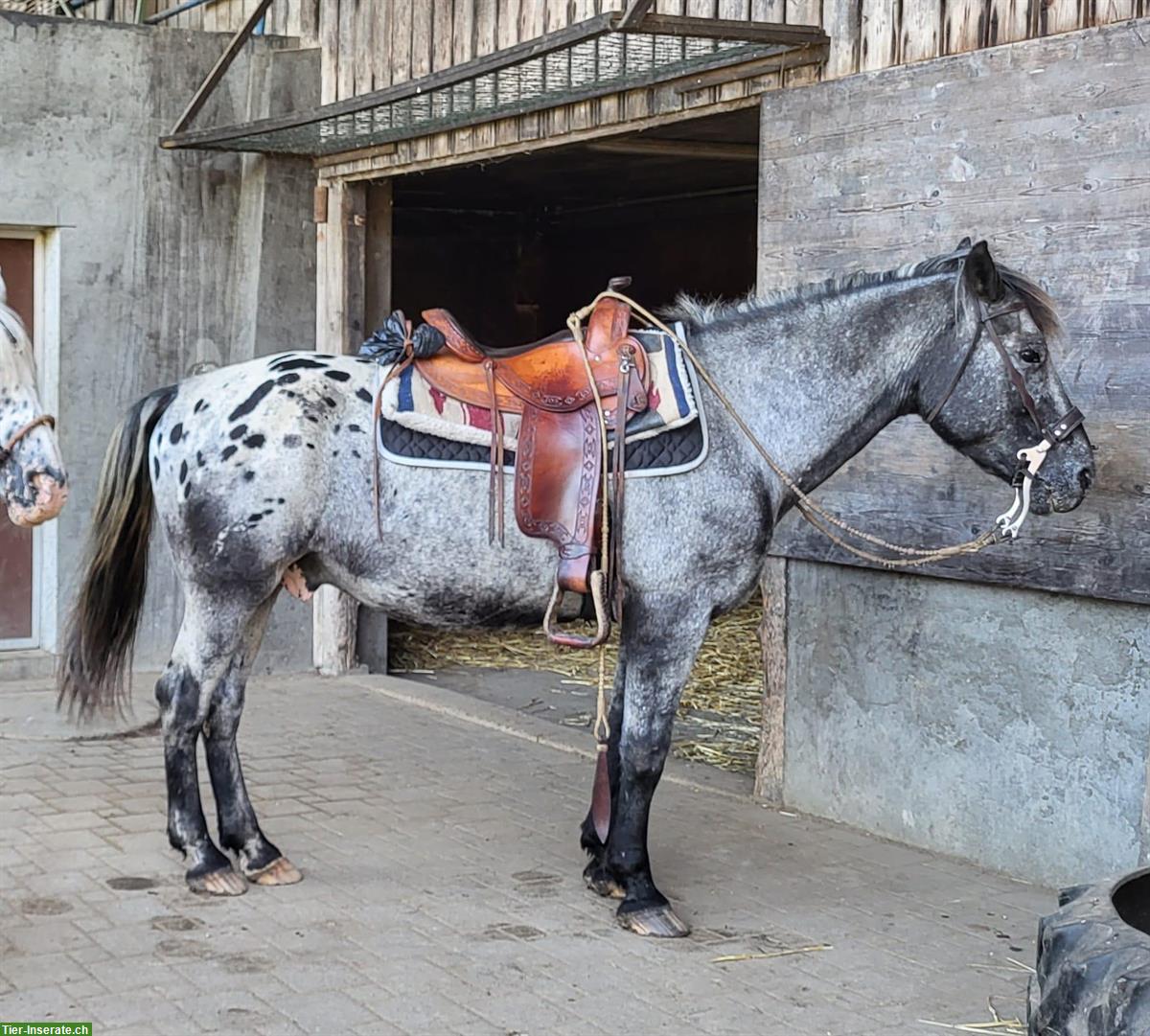 16-jähriger Appaloosa Wallach zu verkaufen