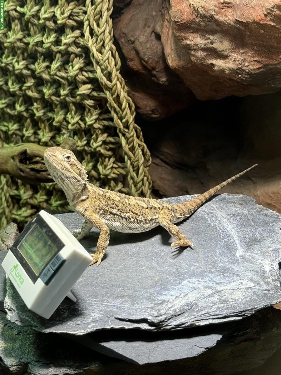 Zwergbartagame männlich, 1-jährig mit Glasterrarium & Ausrüstung