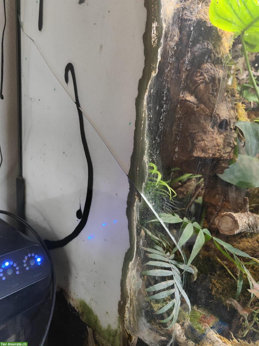 Bild 9: Schönnatter blue beauty mit Terrarium & Technik