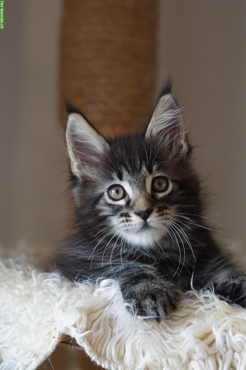 Bild 2: Maine Coon Kater Leonidas sucht sein Zuhause 🏠