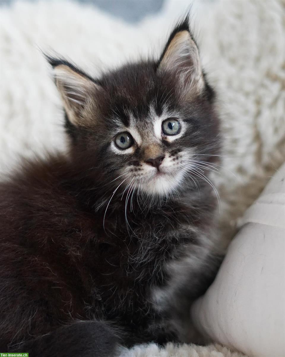 Bild 3: Maine Coon Kater Leonidas sucht sein Zuhause 🏠