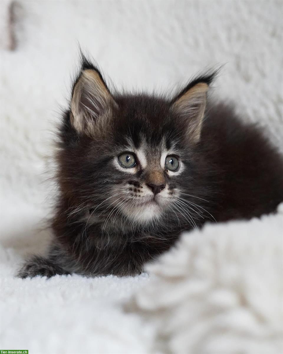 Bild 4: Maine Coon Kater Leonidas sucht sein Zuhause 🏠