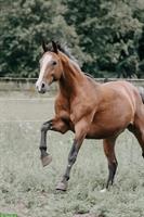 Westfale Warmblut Stute, Zucht und tragend