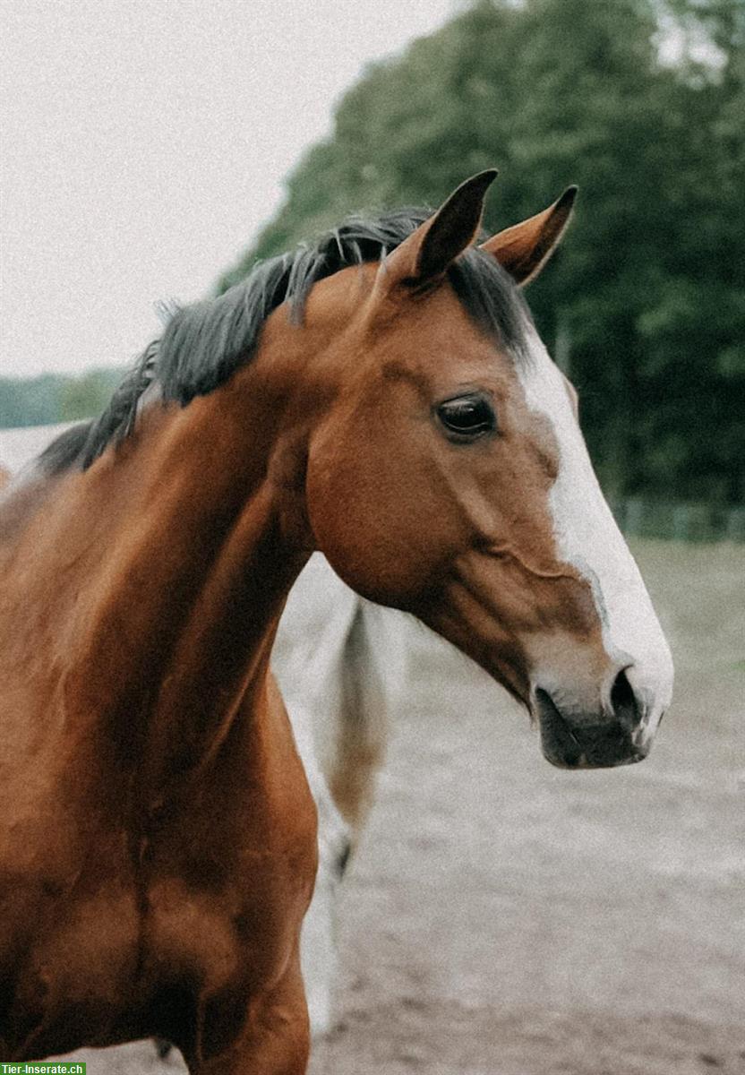 Bild 2: Westfale Warmblut Stute, Zucht und tragend