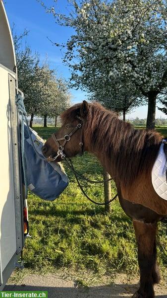 Bild 3: Isländer Wallach „Leiknir“ sucht seinen Herzensmenschen!