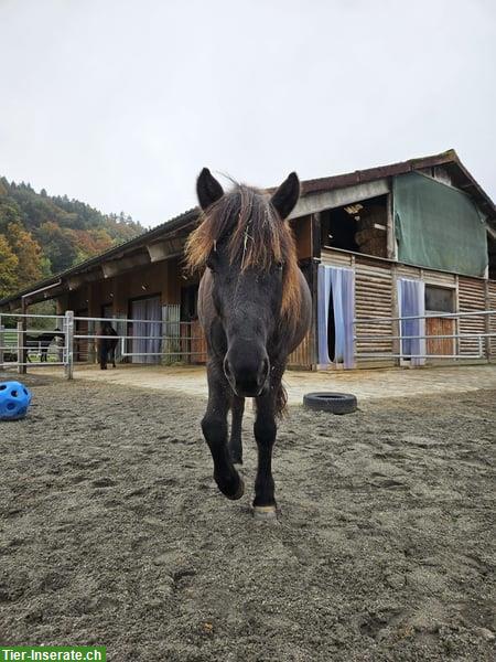 Bild 4: Isländer Wallach „Leiknir“ sucht seinen Herzensmenschen!